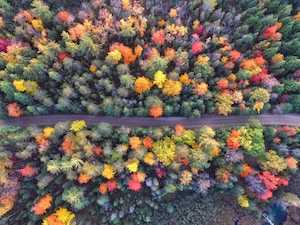 View of colorful trees next to Montreal, Quebec, Canada thanks to our Ultimate City Guide